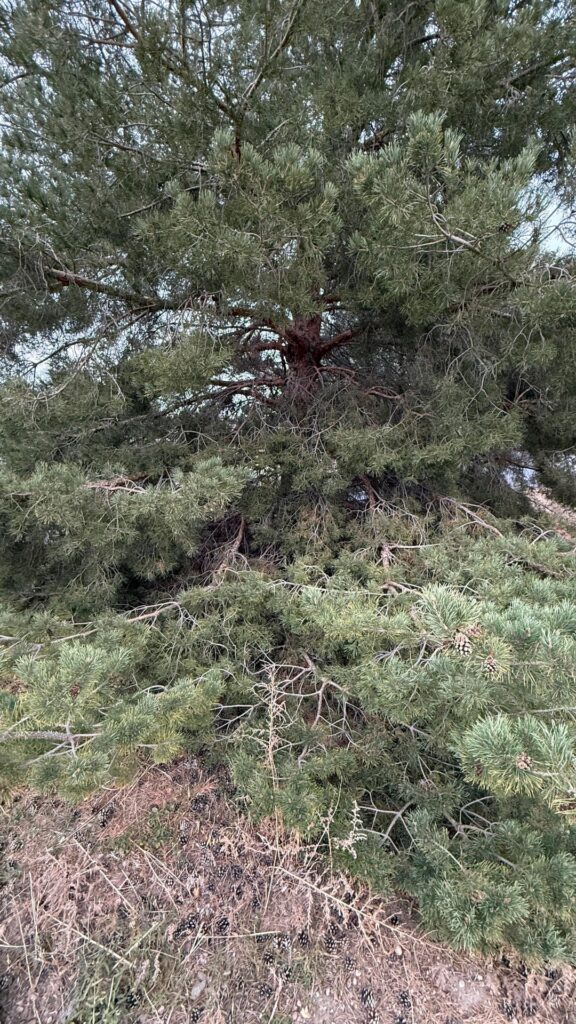 Ugly (but resilient) Pine. Ugly (but resilient) Pine.