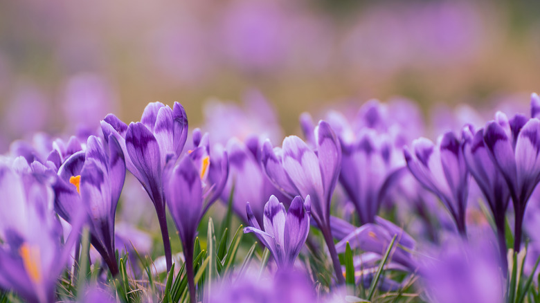 Purple crocus flowers blooming
