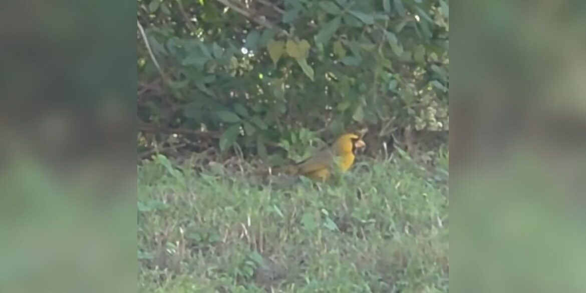 Gardener Sees 'Yellow Blob' In The Grass — And Finds A One-In-A-Million Animal