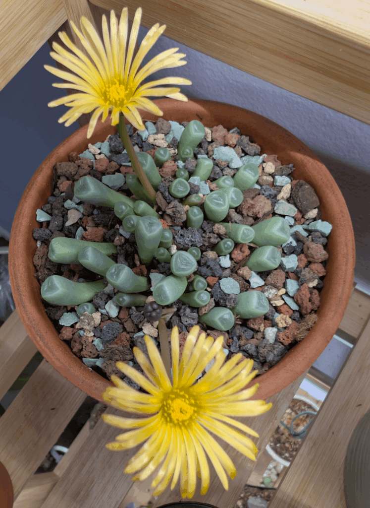 I repotted my baby toes a couple days ago and it thanked me with 2 flowers today