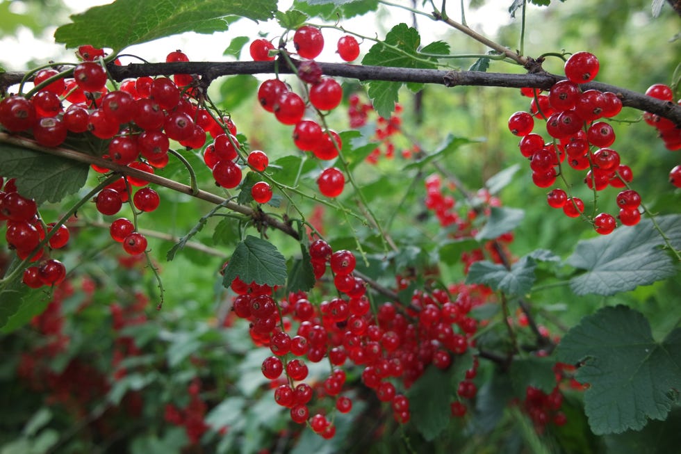bursa, turkey june 28: red currant berries on branches seen in the historical ottoman village cumalikizik on the skirts of uludag, bursa on june 28, 2021. (photo by elif ozlem celikler/anadolu agency via getty images)