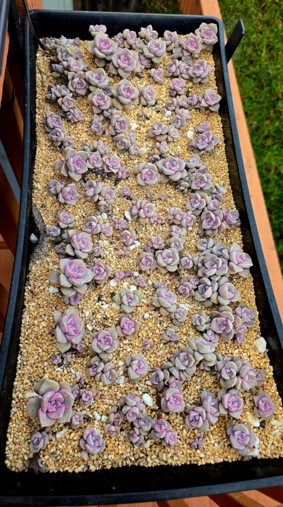 Purple Delight 10/23 & 11/16