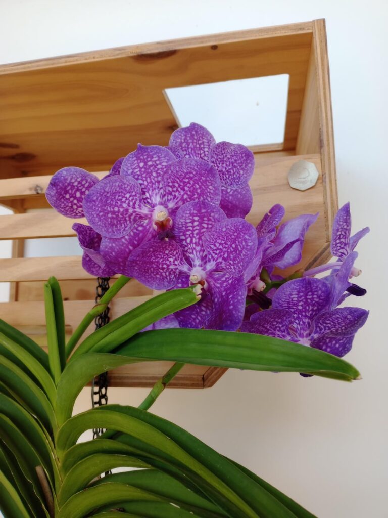 Second bloom in 7 months and with 2 spikes!