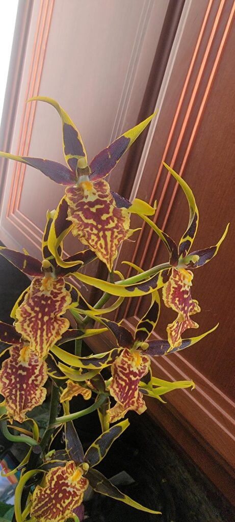 Spider Orchid in time for Halloween