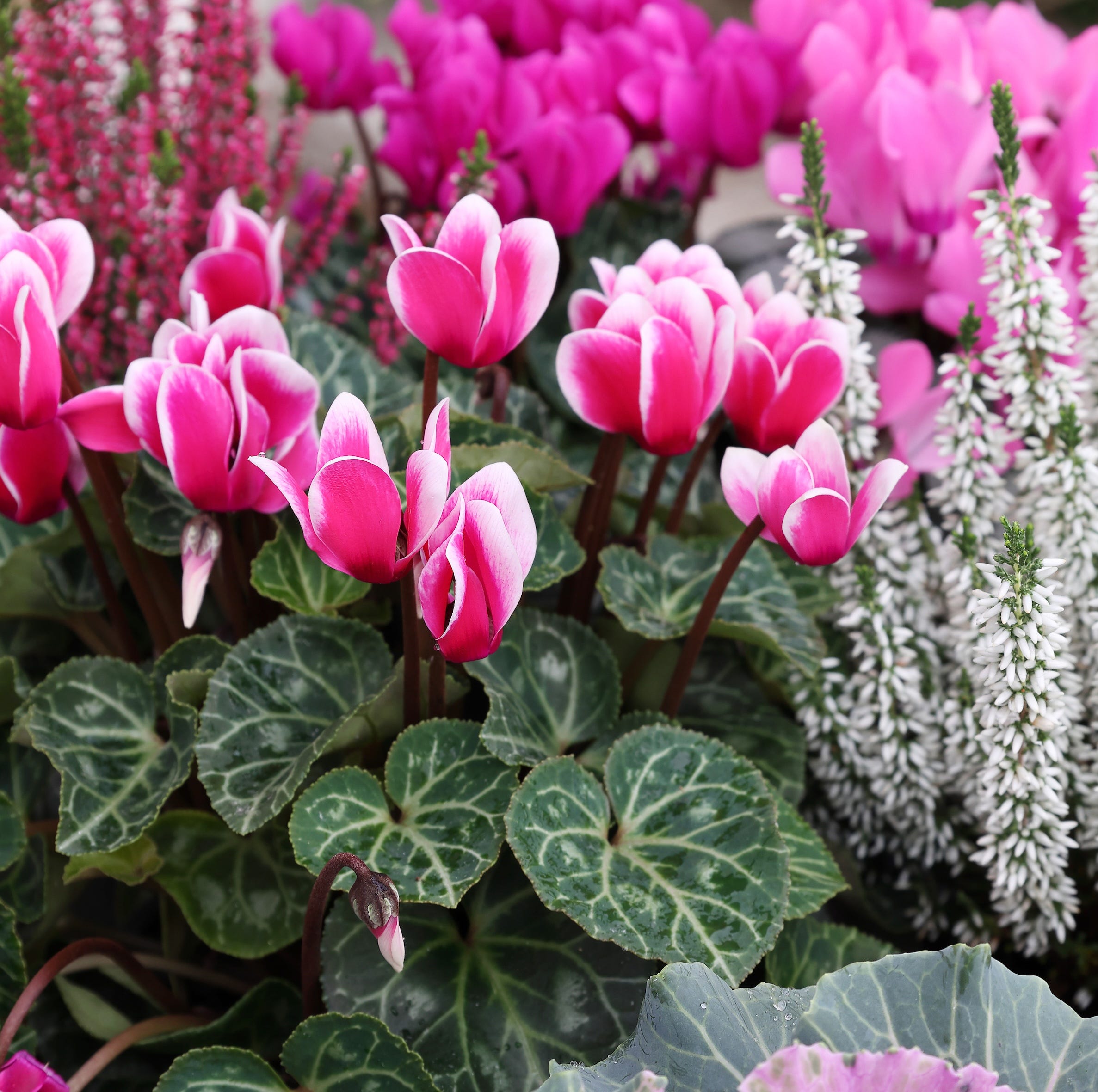 cyclamen and heather flowers together close up.
