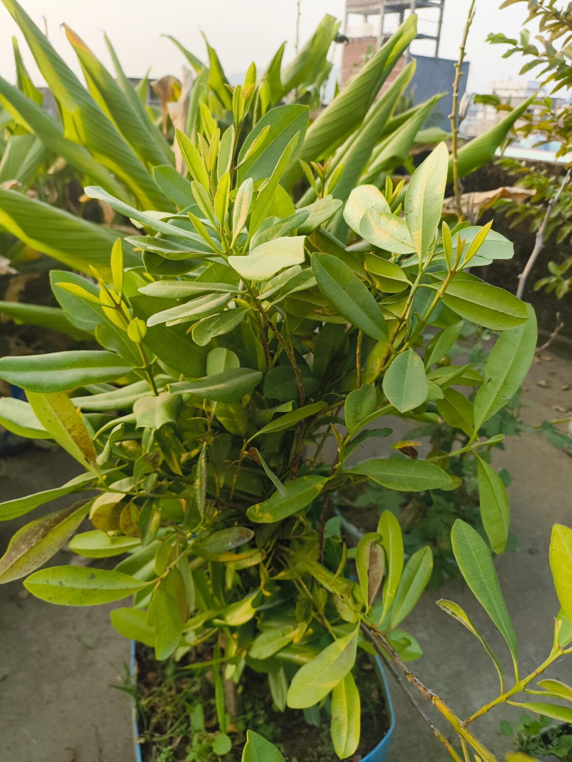Anybody guess the plant name and use