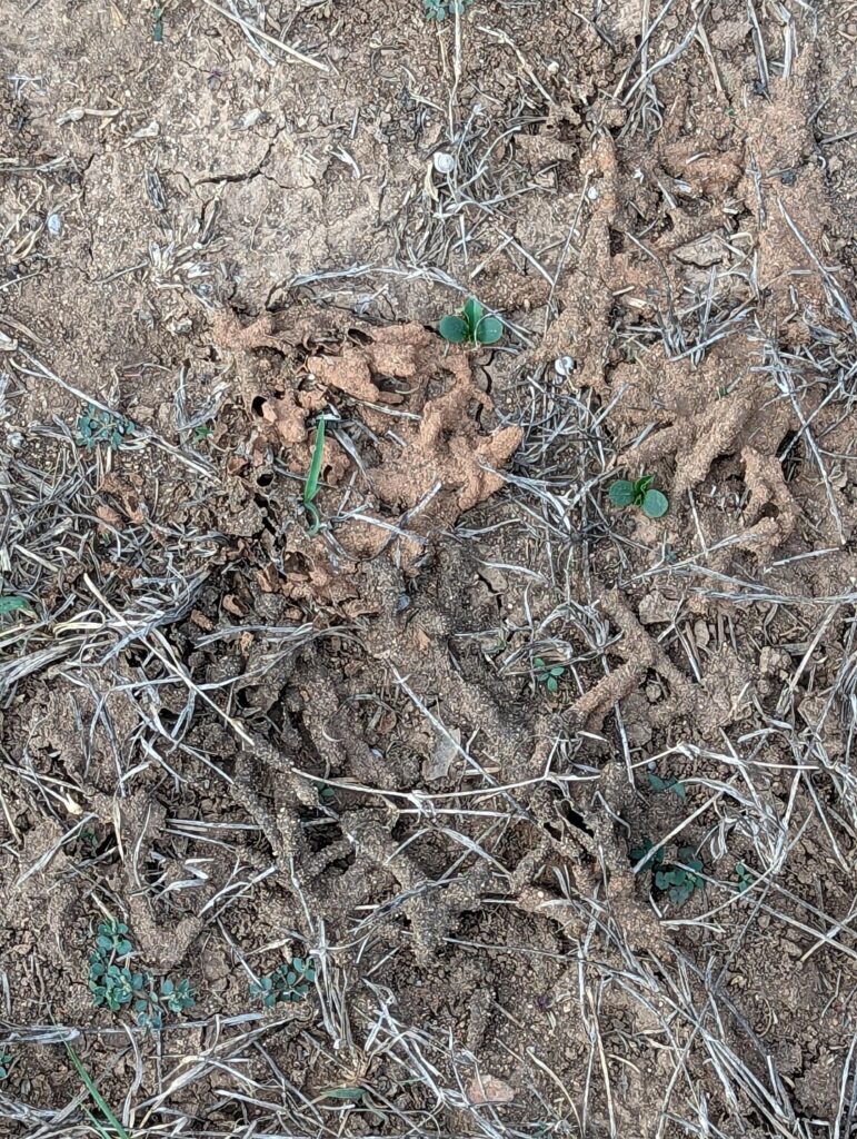 What is happening to lawn?