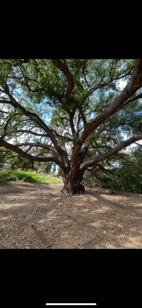 I know oaks can be difficult to estimate age but recently came across a few absolutely stunning oaks in my neighborhood creek and would love some feedback on age and possible type of oak.