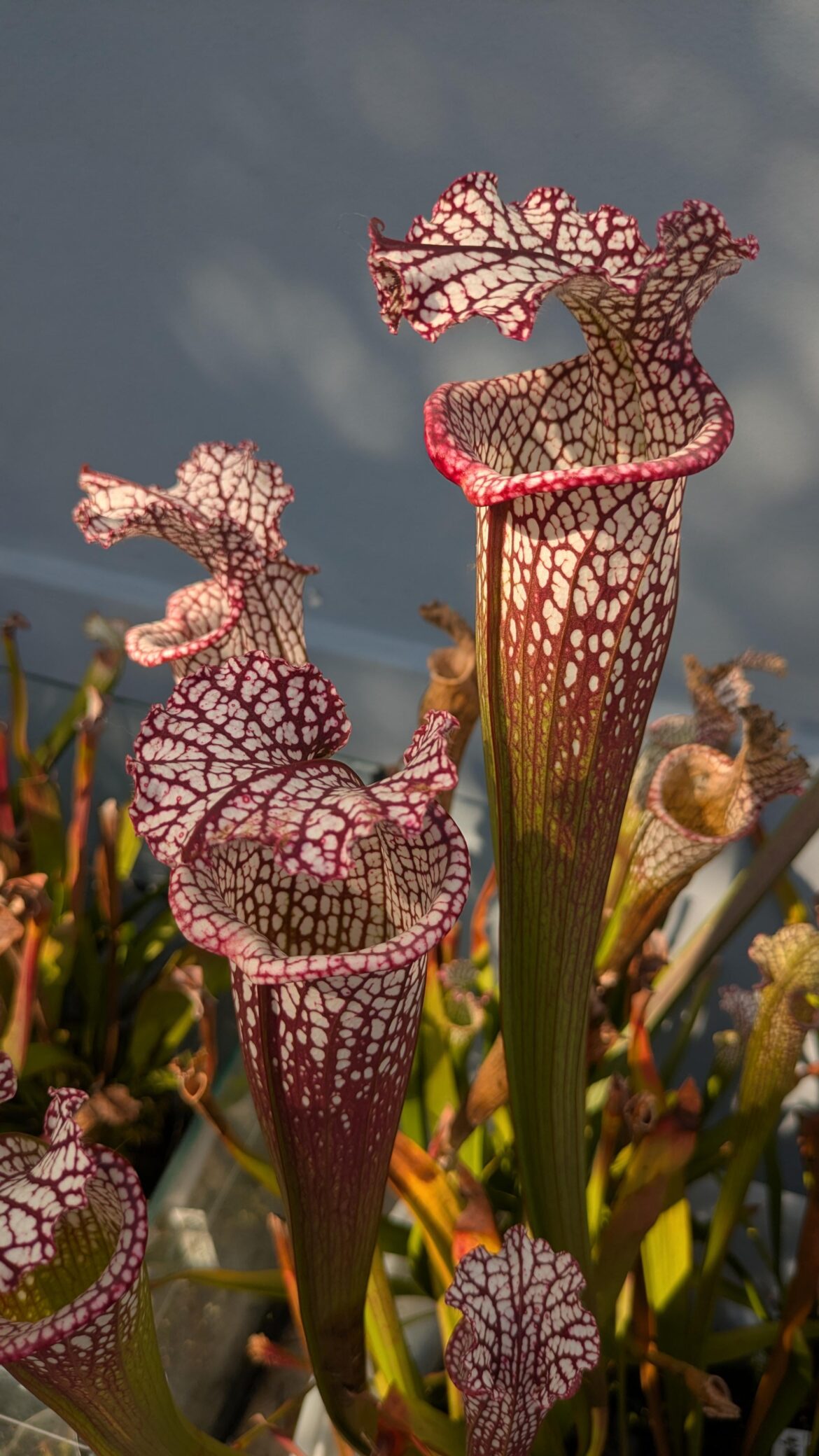 Are words really needed?