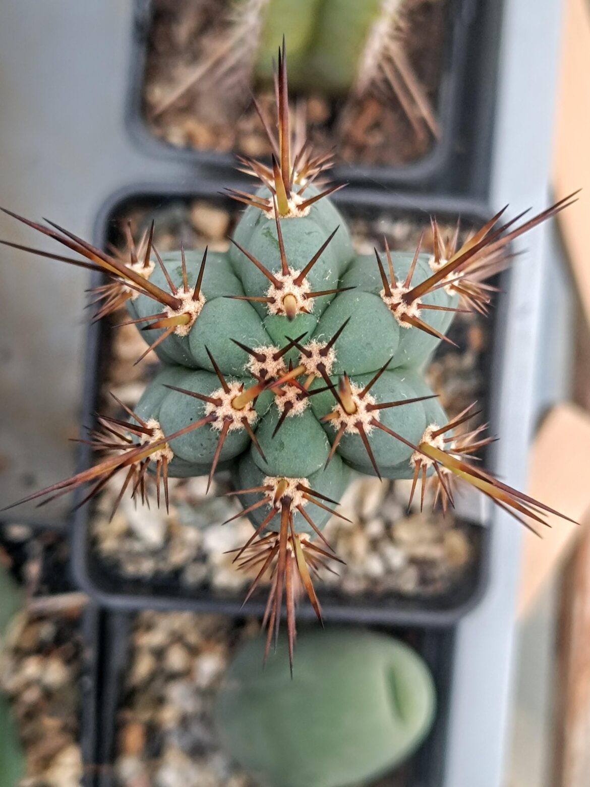 The sheer symmetry is just perfection 😍 T. Peruvianus "Paul"