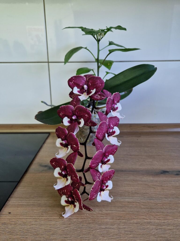 Update: hitchhiker is most likely a chili plant