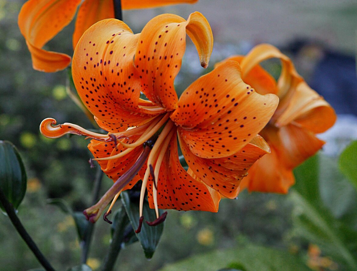 🧡Lilium Henryii🧡[OC]