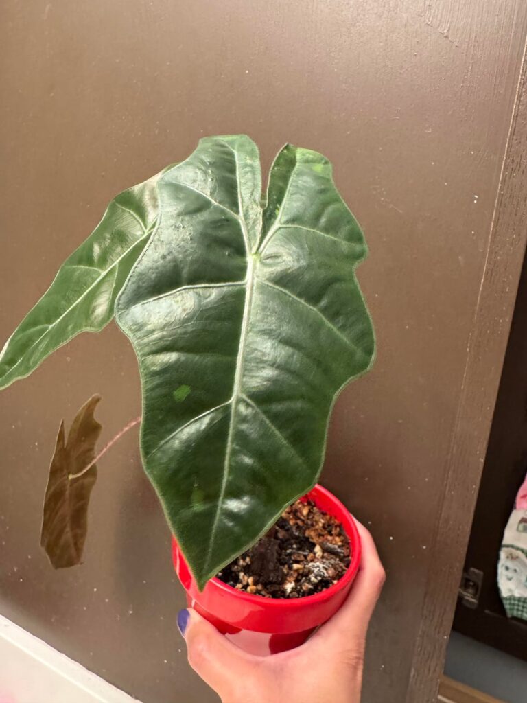 What kind of Alocasia is this?
