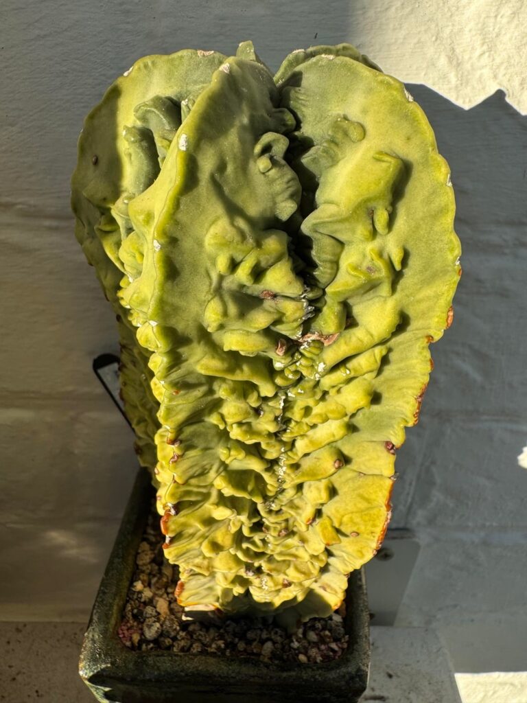 My variegated tower of Fukuryu
