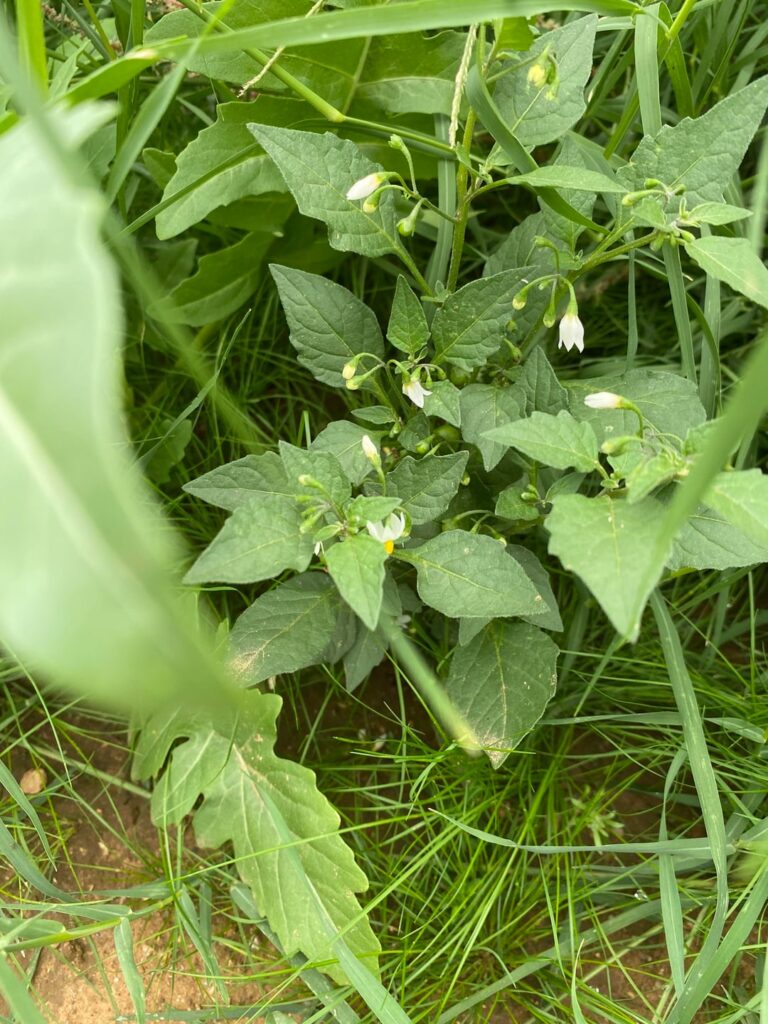what are these flowers in my backyard?