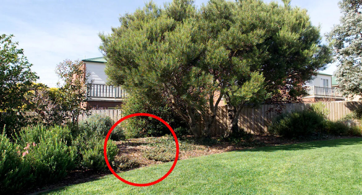 Aussies warned silent garden killer will be more ‘opportunistic’ this summer Aussies warned silent garden killer will be more 'opportunistic' this summer