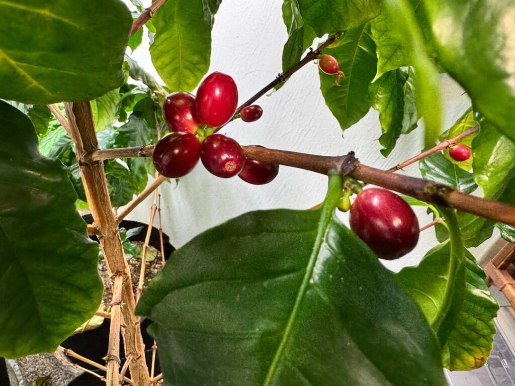 Indoor Coffee Plants Cherried Indoor Coffee Plants Cherried