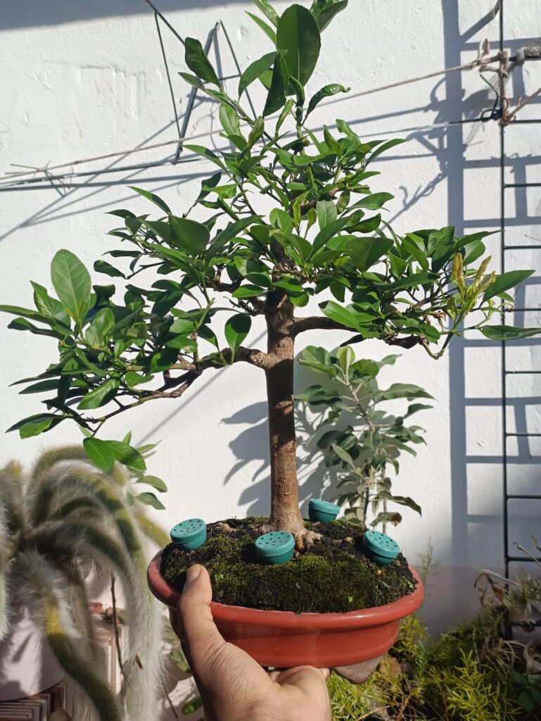Repotting my first bonsai to a smaller pot, maybe it’s last Repotting my first bonsai to a smaller pot, maybe it's last