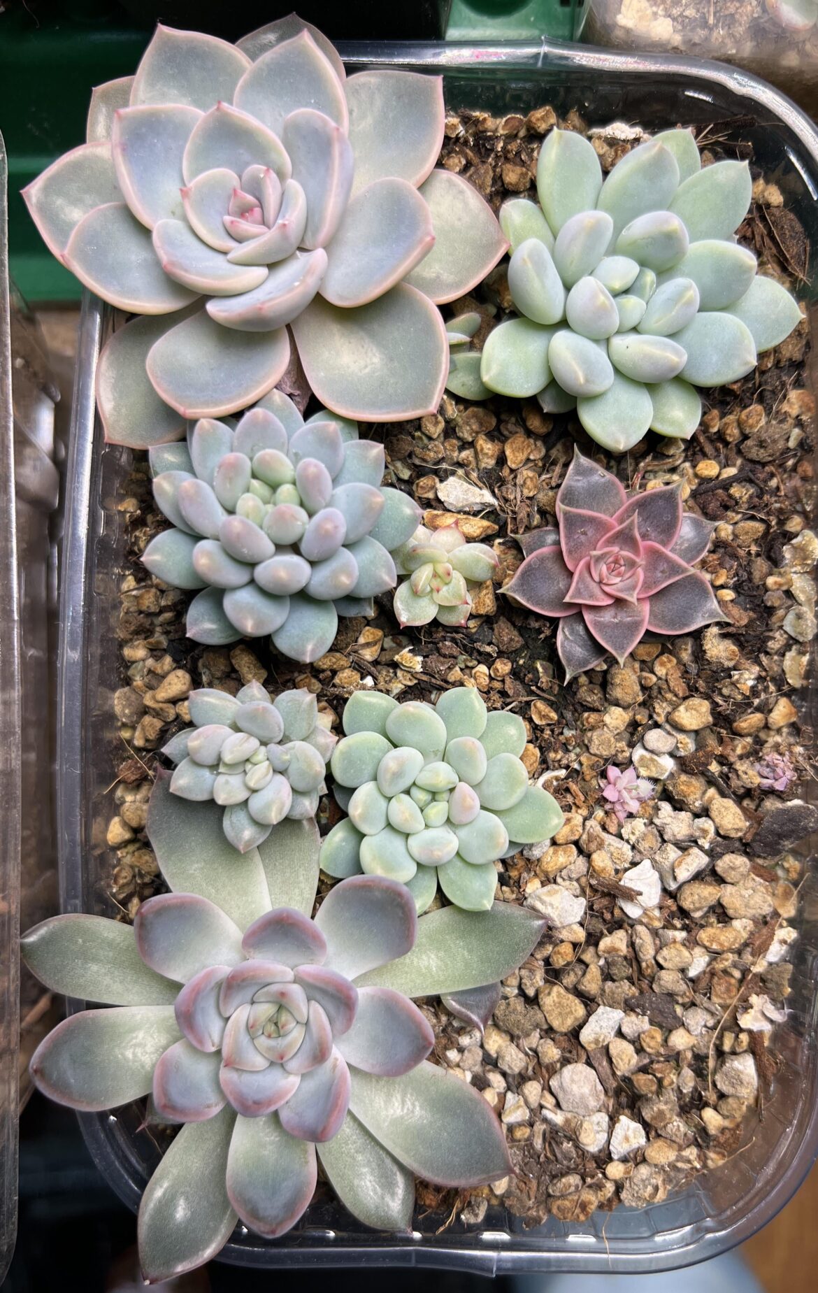 Some of my grown seedlings!