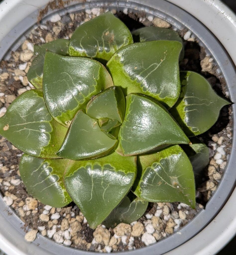 Taxonomic confusion. What is it if not H. correcta?