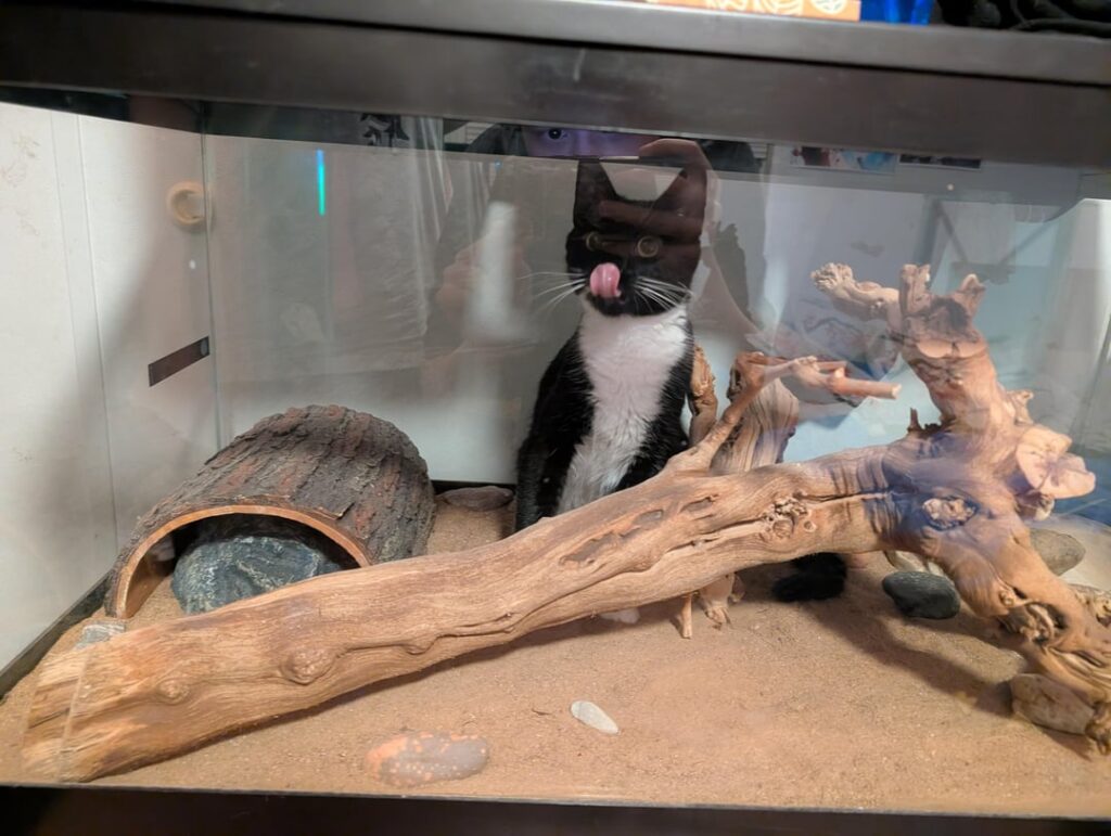Hey guys, I got this. Really cool new lizard y'all like it?
