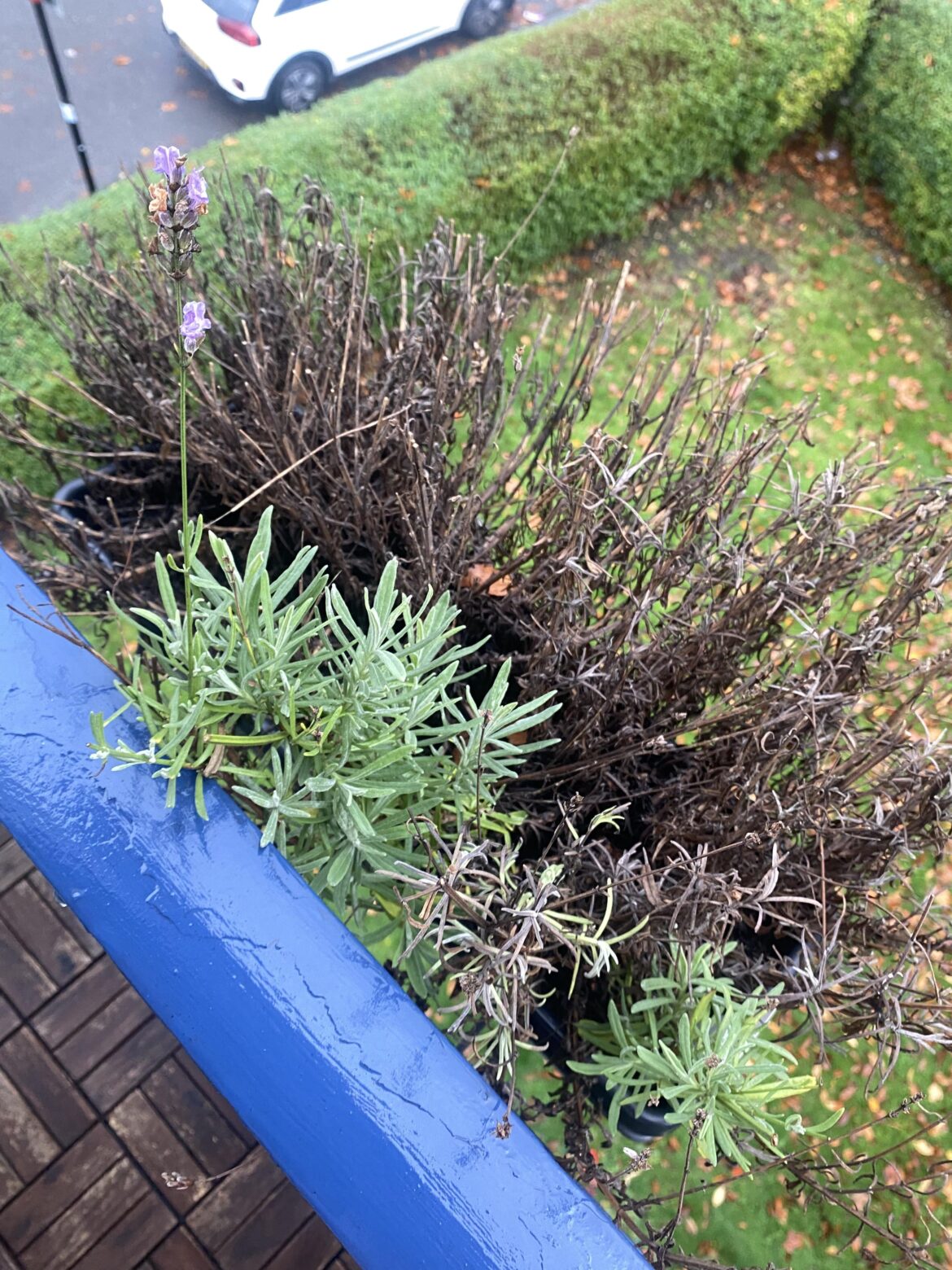 How dead is my lavender? How dead is my lavender?