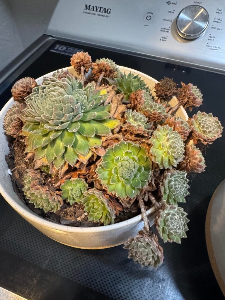 Hens and Chicks