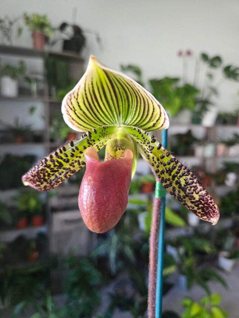 my first paph! Supersuk Eureka x Raisin Pie Hsiying