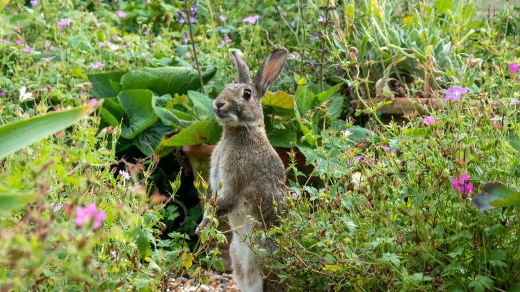 Grow with KARE: Protect your plants from rabbits this winter Grow with KARE: Protect your plants from rabbits this winter