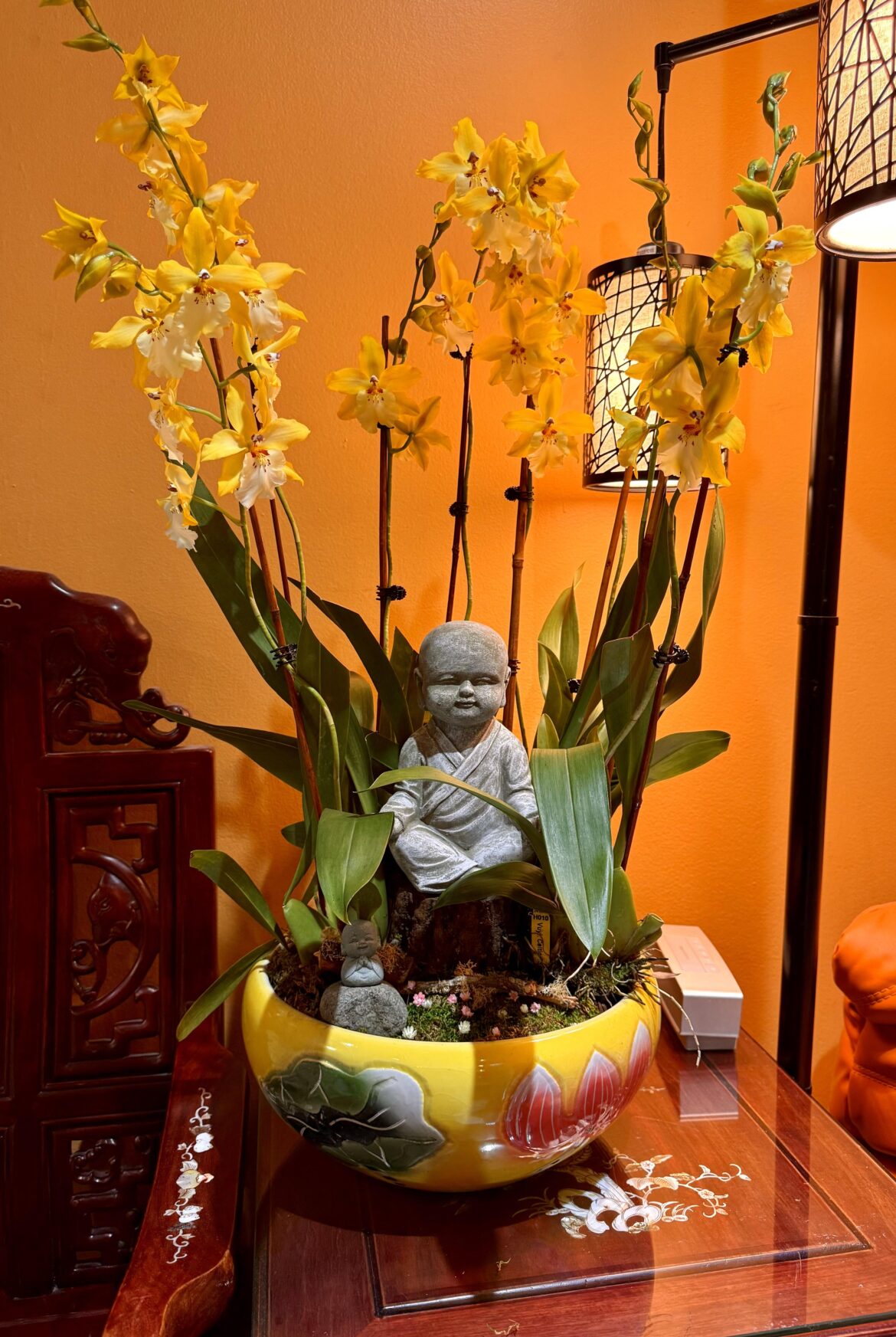 Young Monk belong to “Dancing Lady”-Oncidium Orchid
