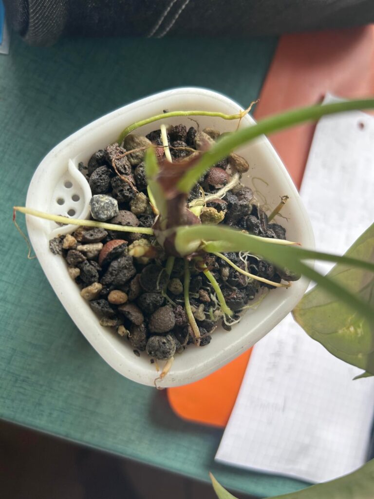 Should I repot it?