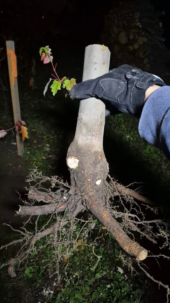 Dig up and chopped these two Red Maples. Are we concerned that there isn't enough fine roots?