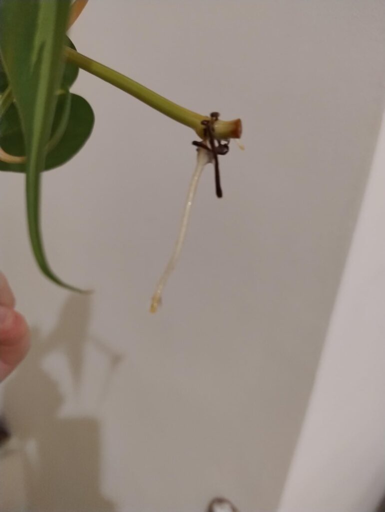 Should I pot in soil? How not to shock?