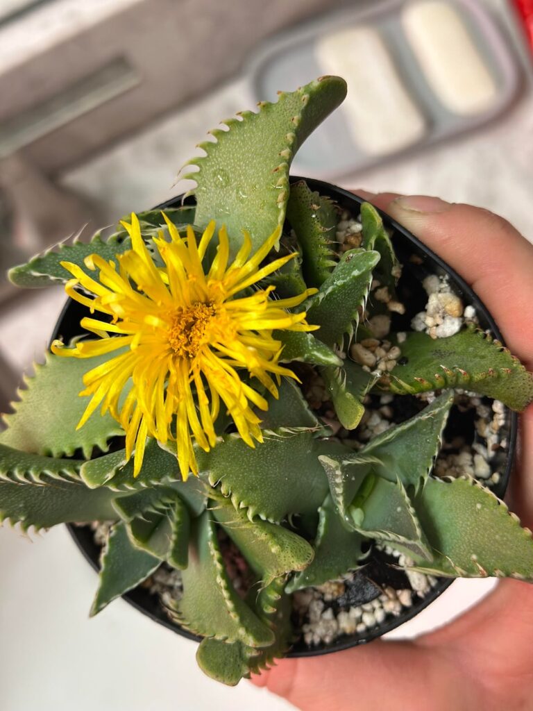 I didn’t even know these plants bloomed 😊🪴🌼