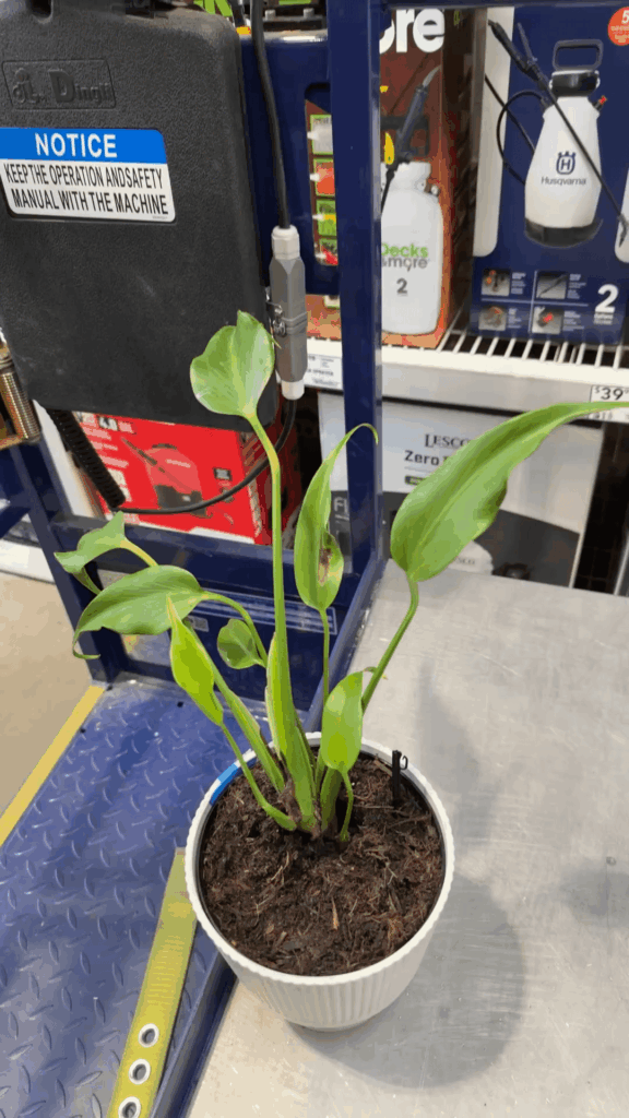 Help!!! Lowe’s has Burle Marx flames! Which one?