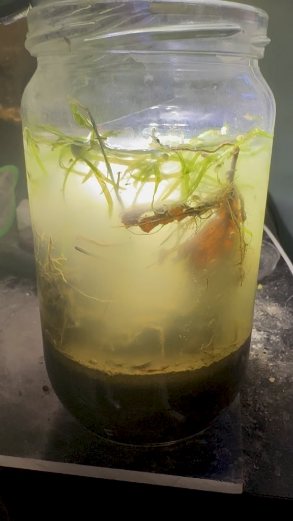 I got one more jar from the lake before it freezes. We got a load here. More in description.