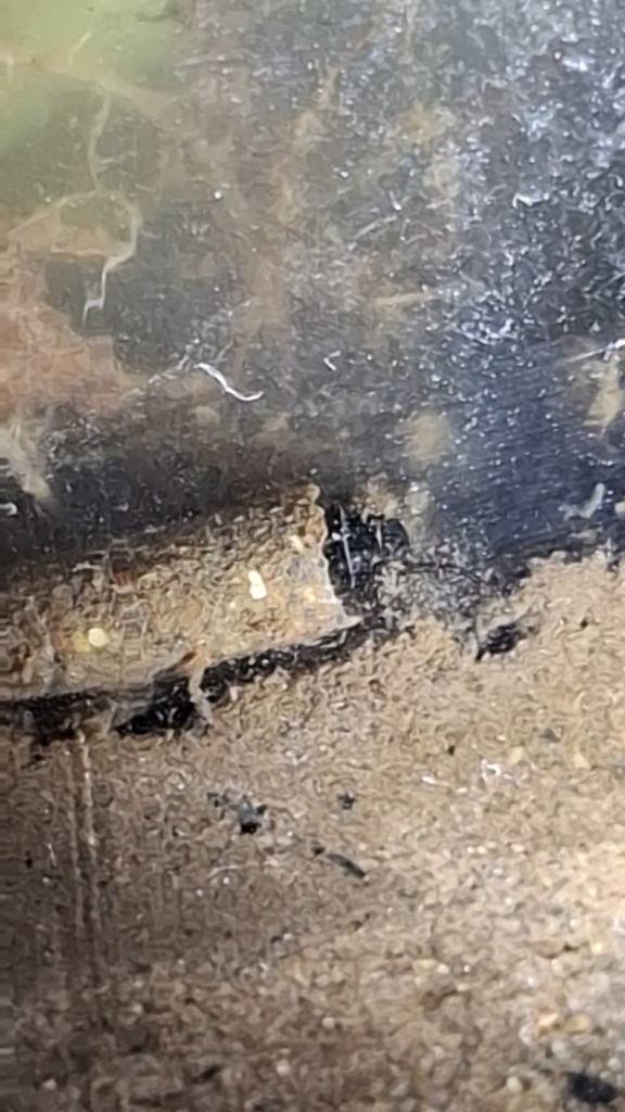 Whats this little fella he looks cosy