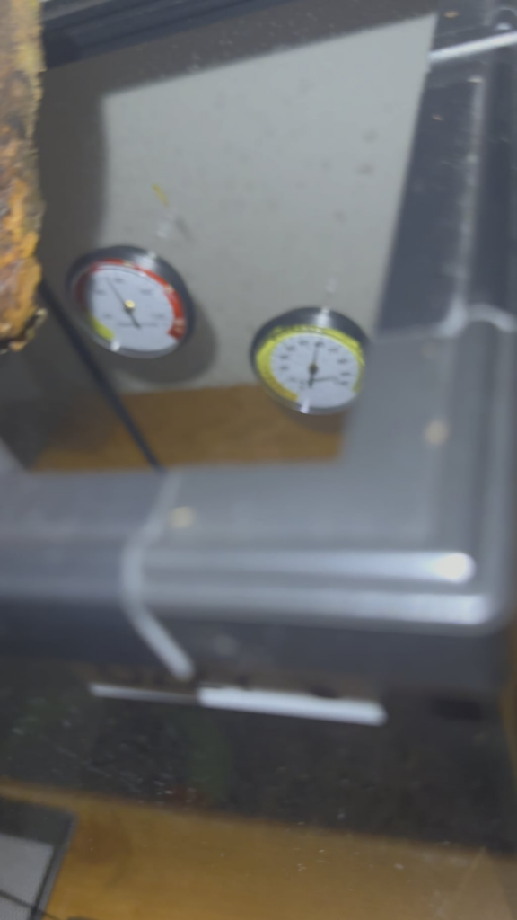 Help! What are these little white bugs in my beetles tank?