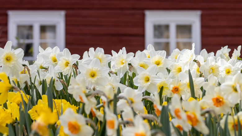 Yellow and white daffodils blooming in front of a barn