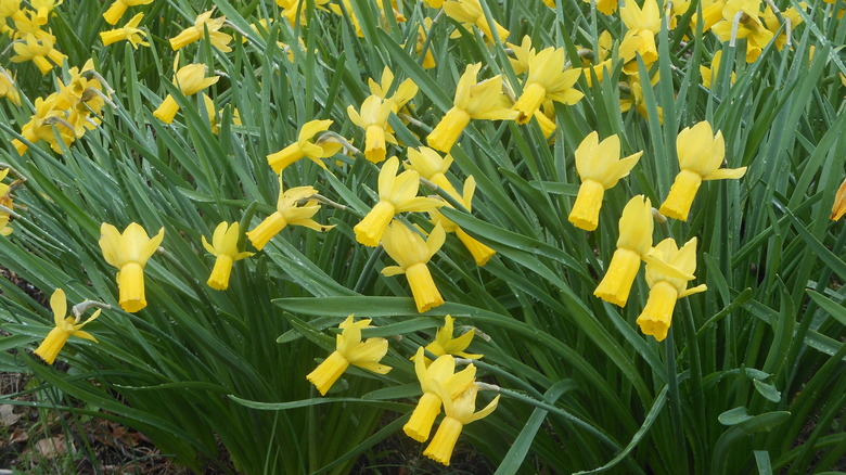 A stand of yellow daffodils in bloom.