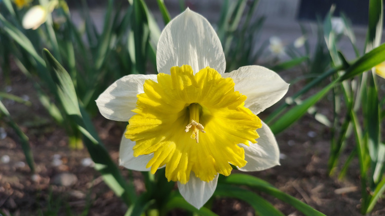 Bloom of a white and yellow daffodil