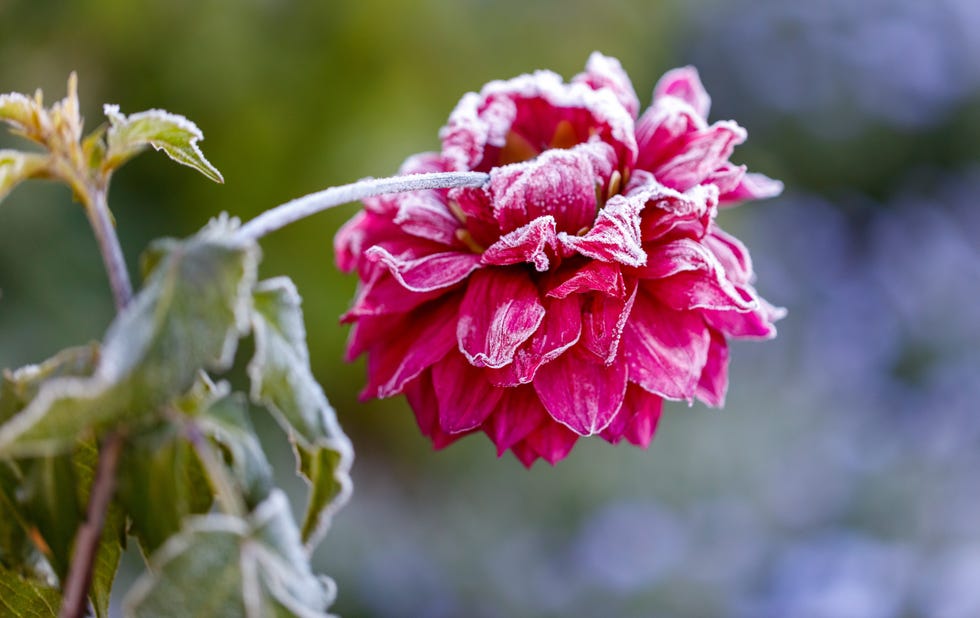 a flower with frost on it. the flower is pink. the frost is white
