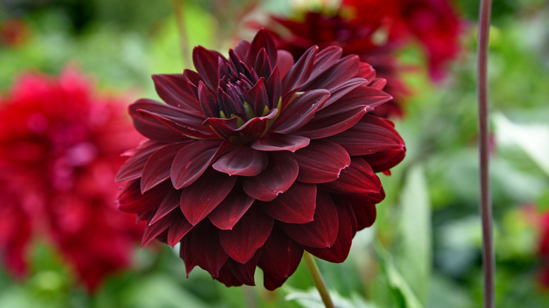 dark red dahlia