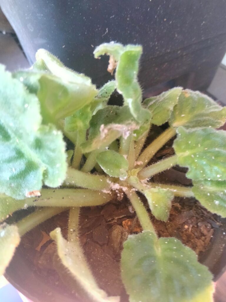 Infestation