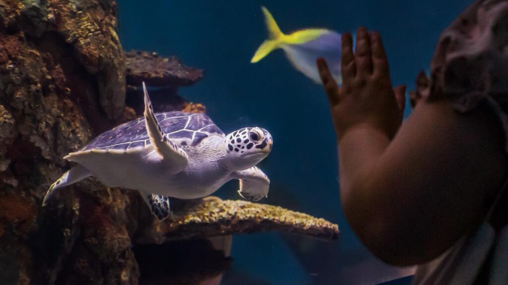 Some goodbyes — and hellos — at Riverbanks Zoo and Garden Some goodbyes -- and hellos -- at Riverbanks Zoo and Garden