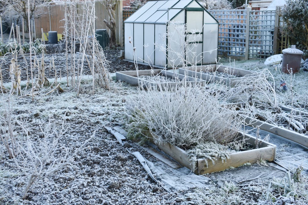 Frosty day on an allotment vegetable patch with greenhouse covered in ice on a winters day