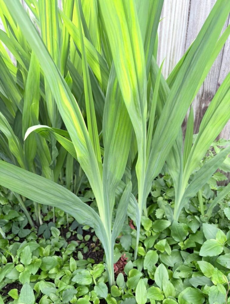Does anyone know what plant this is? It’s everywhere and grows very fast