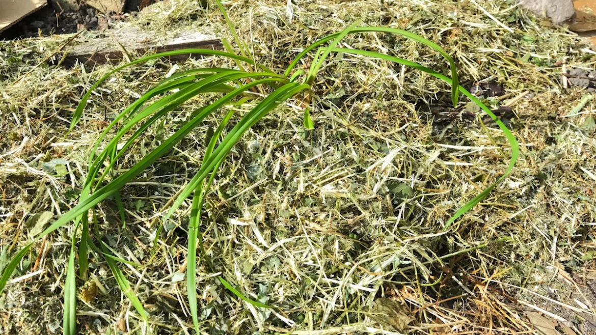 Gardener shares genius hack to prevent weeds from overtaking yard: 'Works great'