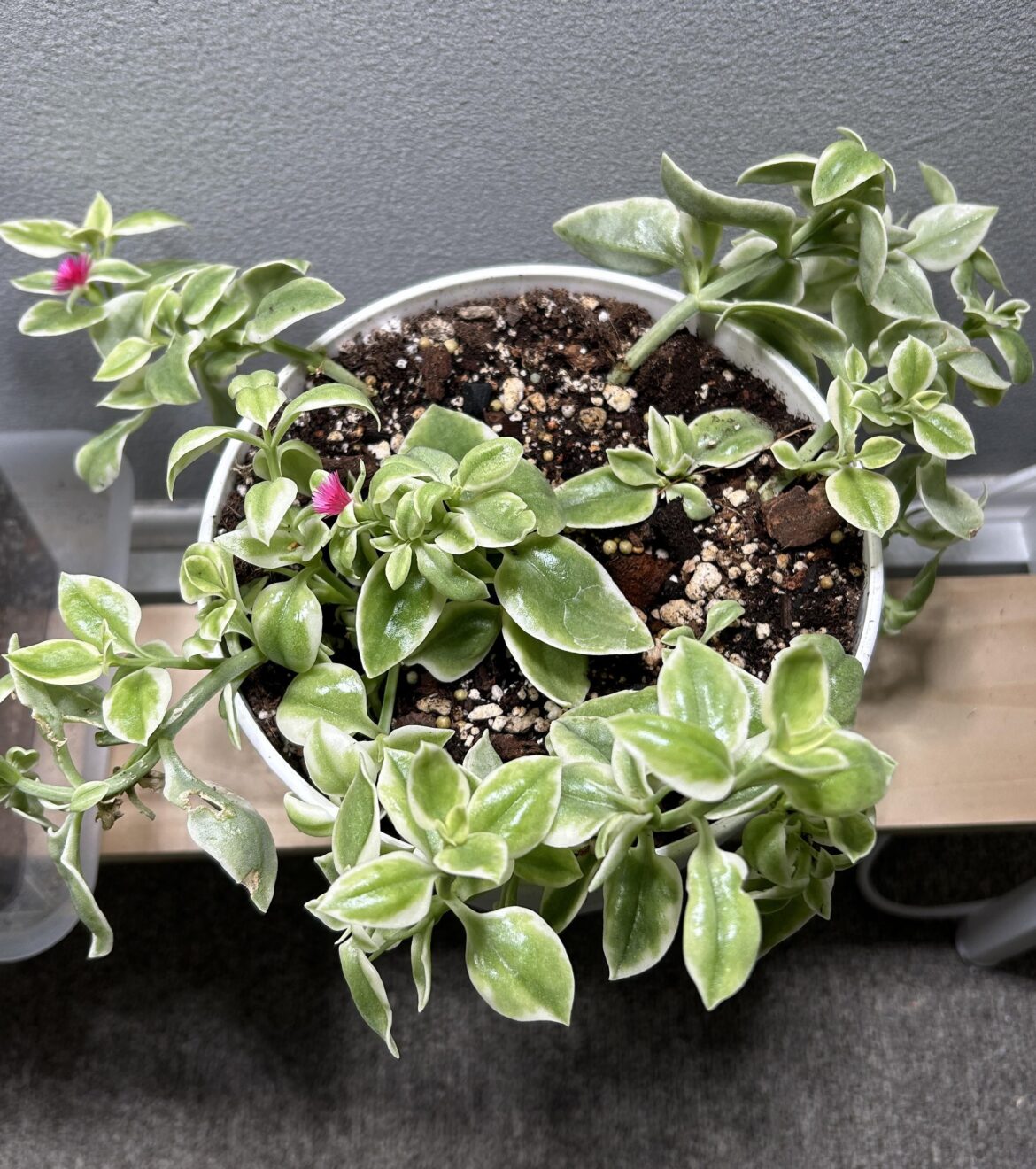 The result of months of proplifting!