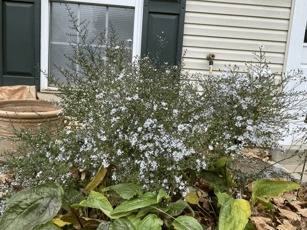 I love asters! Symphyotrichum cordifolium looks like an explosion of flowers, with more incoming